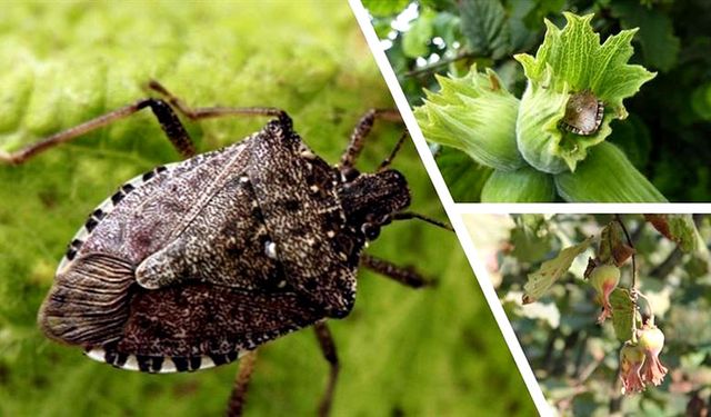 Çiftçiye "kahverengi kokarca böceği" uyarısı