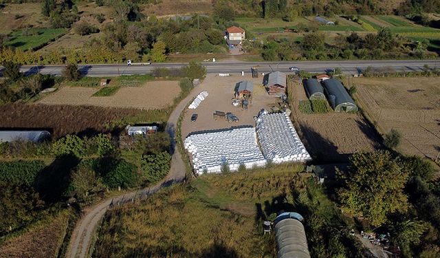 Atıl durumda olan araziler  silaj mısır üretimiyle canlandı