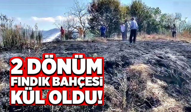 2 dönüm fındık bahçesi kül oldu!