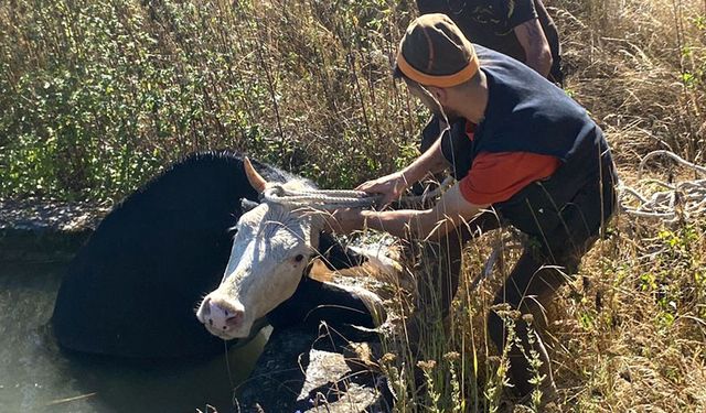 Havuza düşen ineği orman işçileri kurtardı