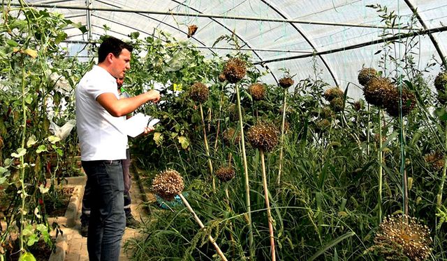 Ereğli’de yerli tohuma önem veriliyor