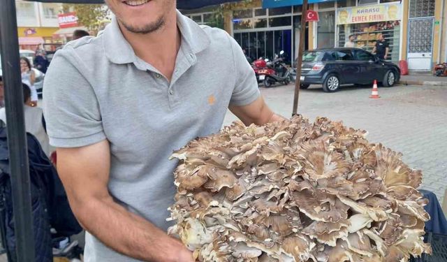 Kestaneye niyet, mantara kısmet: 17 kiloluk dev mantar buldu