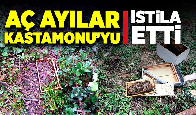 Aç ayılar, Kastamonu'yu istila etti!