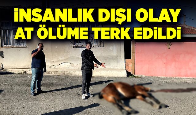 İnsanlık dışı olay! At ölüme terk edildi!