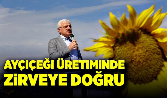 Ayçiçeği üretiminde zirveye doğru