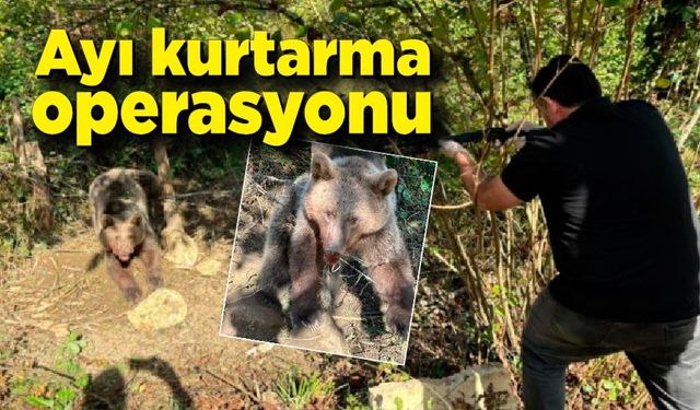 Bartın'da ayı kurtarma operasyonu