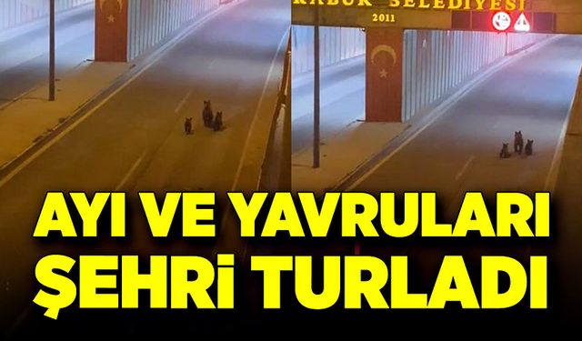 Ayı ve yavruları şehri turladı