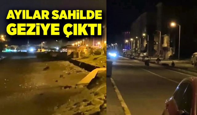 Ayılar sahilde gece gezintisine çıktı