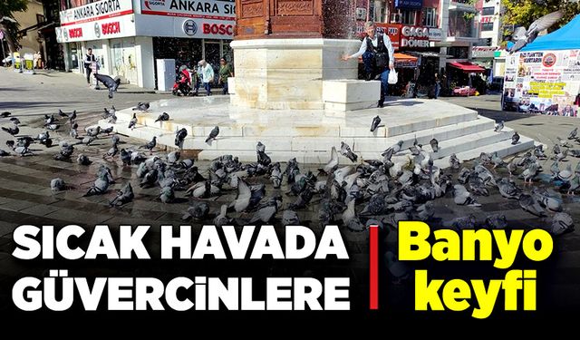 Sıcak havada güvercinlere banyo keyfi