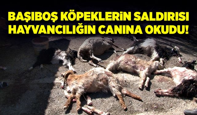 Başıboş köpeklerin saldırısı, hayvancılığın canına okudu!