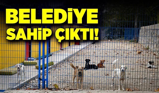 Belediye terk edilmiş hayvanlara sahip çıktı!