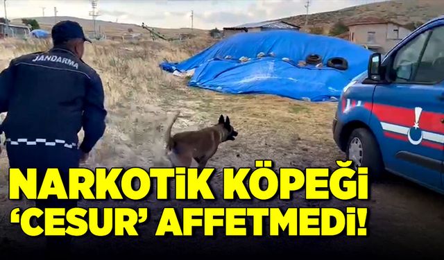 Narkotik köpeği ‘Cesur’ affetmedi!