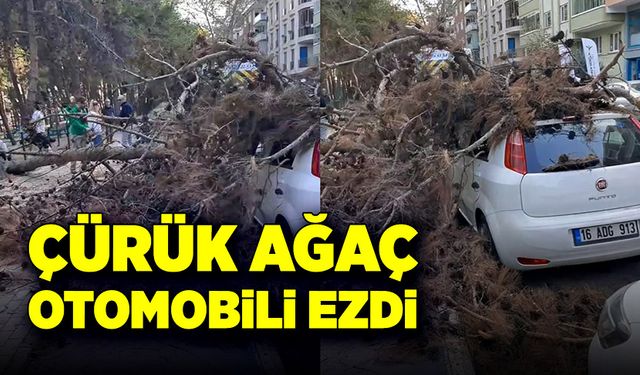 Çürük ağaç otomobili ezdi!