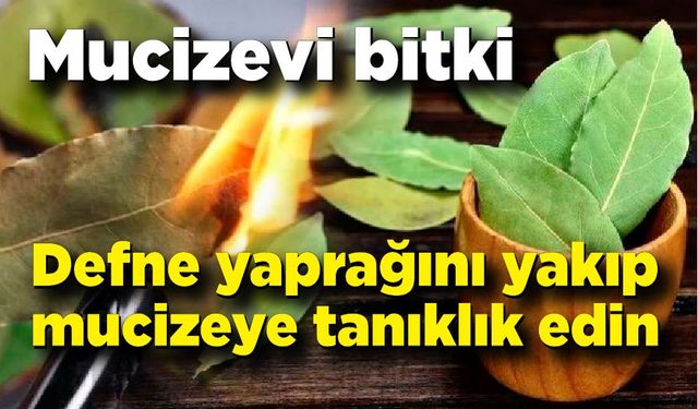 Mucizevi etkiye sahip: Zonguldak'ta yetişen bitki her derde deva