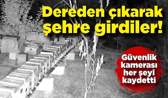 Dereden çıkarak şehir merkezine girdiler; Güvenlik kamerası her şeyi  kaydetti