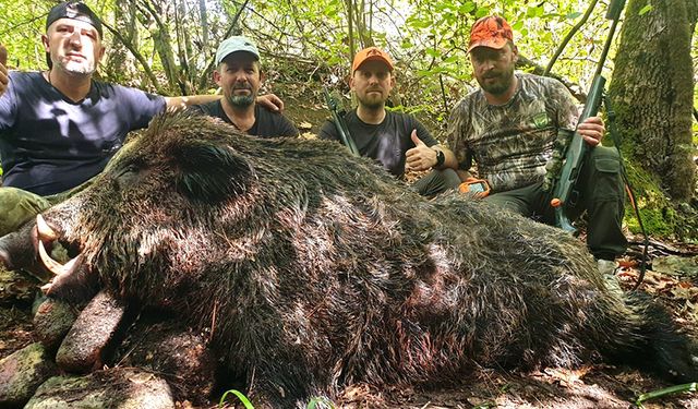 Avcılar, 190 ve 180 kiloluk dev domuzlar avladı!
