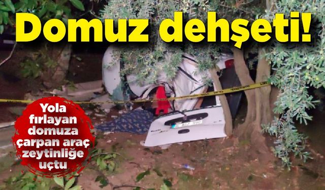 Yola fırlayan domuza çarpan araç zeytinliğe uçtu: 2 ölü