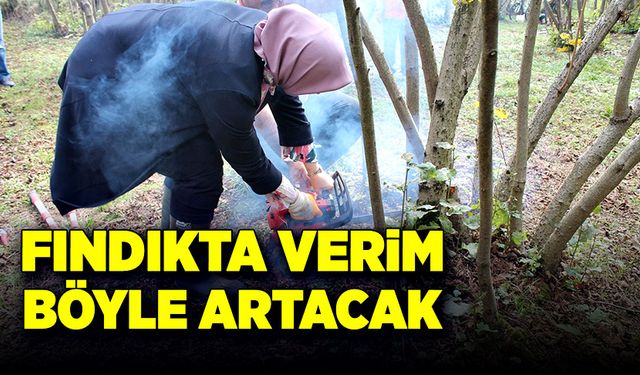 Fındıkta verim böyle artacak!