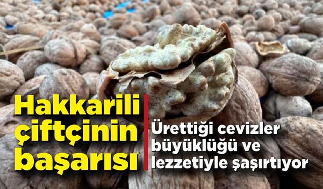 Hakkarili çiftçinin büyük başarısı; Yetiştirdiği cevizler büyüklüğü ve lezzetiyle şaşırtıyor