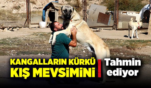 Kangalların kürkü kış mevsiminin nasıl geçeceğini tahmin ediyor