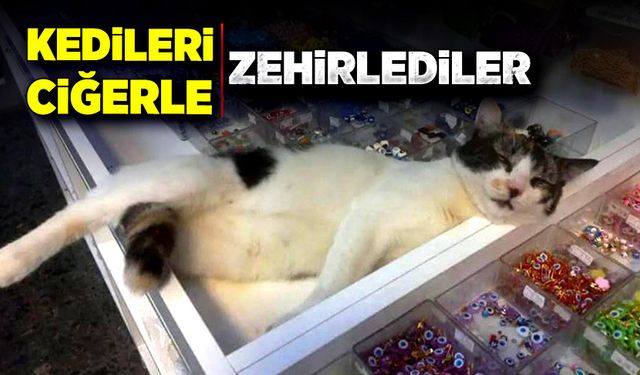 Kedi katliamı: Zehirli ciğerle yok edildiler