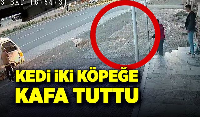 Kedi, iki köpeğe kafa tuttu! O anlar kamerada