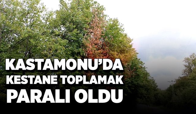 Kastamonu'da kestane toplamak paralı oldu