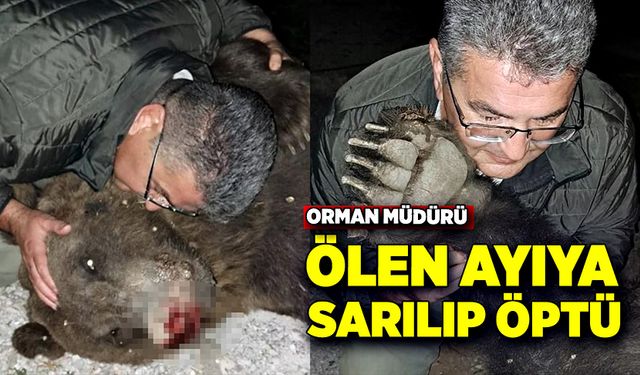 Boz ayı, tırın kurbanı oldu, orman müdürü gözyaşları içinde ayıya veda etti