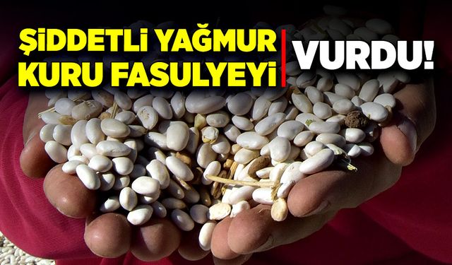 Yağmurun kurbanı! 10 bin dekar kuru fasulye tarlada kaldı