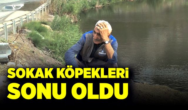 Sokak köpekleri sonu oldu!