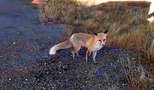 Tilkiyle çalışan arasındaki bağ izleyenleri gülümsetti