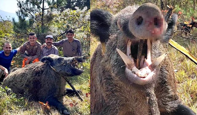 250 kilo ağırlığındaki domuz vuruldu!