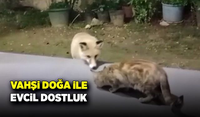 Vahşi doğa ile evcil dostluk! Tilkiler ve kediler bir arada beslendi