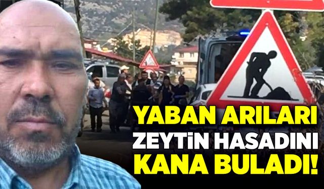 Yaban arıları zeytin hasadını kana buladı!