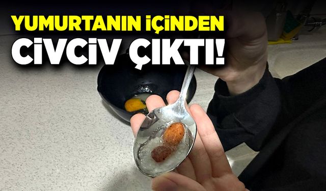 Yumurtanın içinden civciv çıktı!