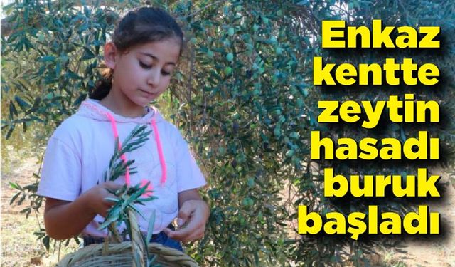 Enkaz kentte zeytin hasadı buruk başladı