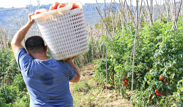 Domateste güz hasadı başladı