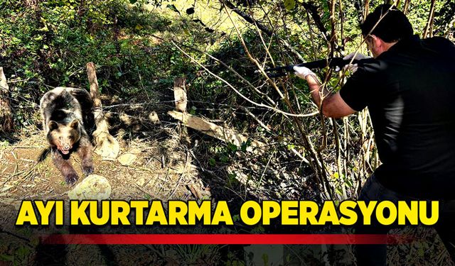 Ayı kurtarma operasyonu!