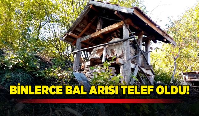 Ayılar kovanları parçaladı! Binlerce bal arısı telef oldu!