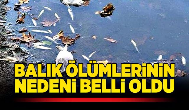 Bartın'da balık ölümlerinin nedeni belli oldu