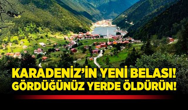 Karadeniz’in yeni belası! Gördüğünüz yerde öldürün!