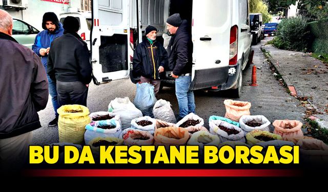 Bu da kestane borsası! Alaplı Kuzusu için akın ettiler!