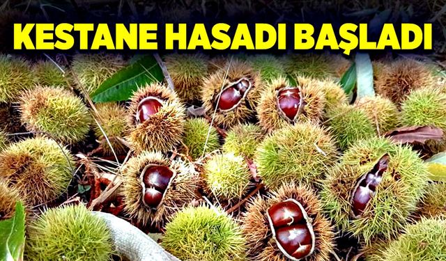 Kestane hasadı başladı