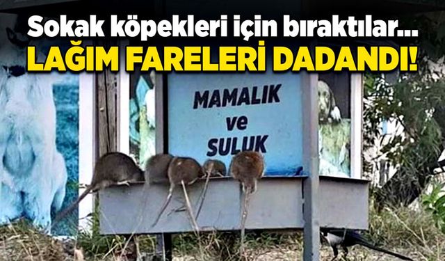 Sokak köpekleri için bıraktılar... Lağım fareleri dadandı!