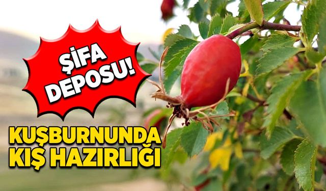 Şifa deposu kuşburnunda kış hazırlığı