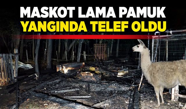 Maskot lama Pamuk, yangında telef oldu