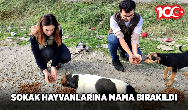 Sokak hayvanlarına mama bırakıldı