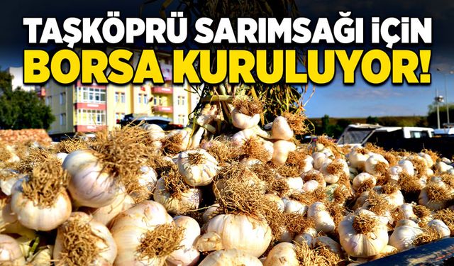 Taşköprü sarımsağı için borsa kuruluyor!