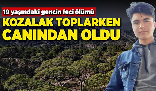 Kozalak toplarken, canından oldu!