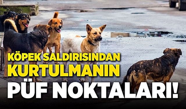 Sokakta köpek saldırısından kurtulmanın püf noktaları!